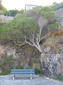 Bench and tree, Dinard. GLK