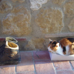 Travel cats