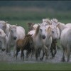 The Green Traveler: The Camargue, a View from the Saddle