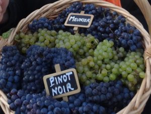 The three main champagne grapes: pinot noir, chardonnay, pinot meunier.