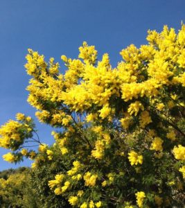 Mimosas and blues sky along the Mimosa Route in February. Photo CL.