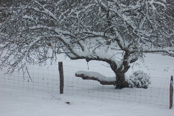 FR Woodcock snow out back - Janet Duignan