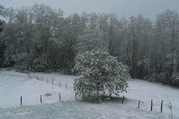 FR Woodcock snow out back - Janet Duignan2