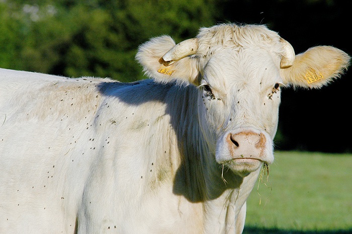 charolais cheese