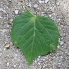 This is a linden