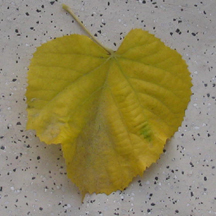 Linden leaf