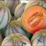 Savoring Provence: The Charentais of Cavaillon, a Succulent Superstar of a Melon
