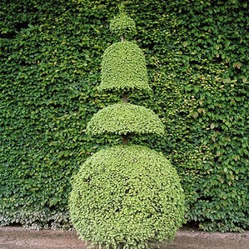 Topiary sculpture on the Green Pathway. (c) E. Prudhomme.