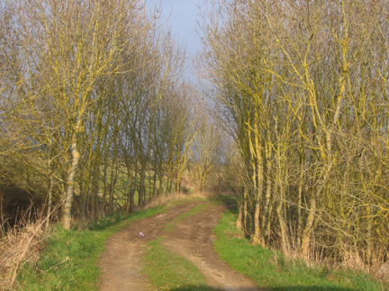 Path between yellow trees, Vendée, Feb. 09. Photo GLK