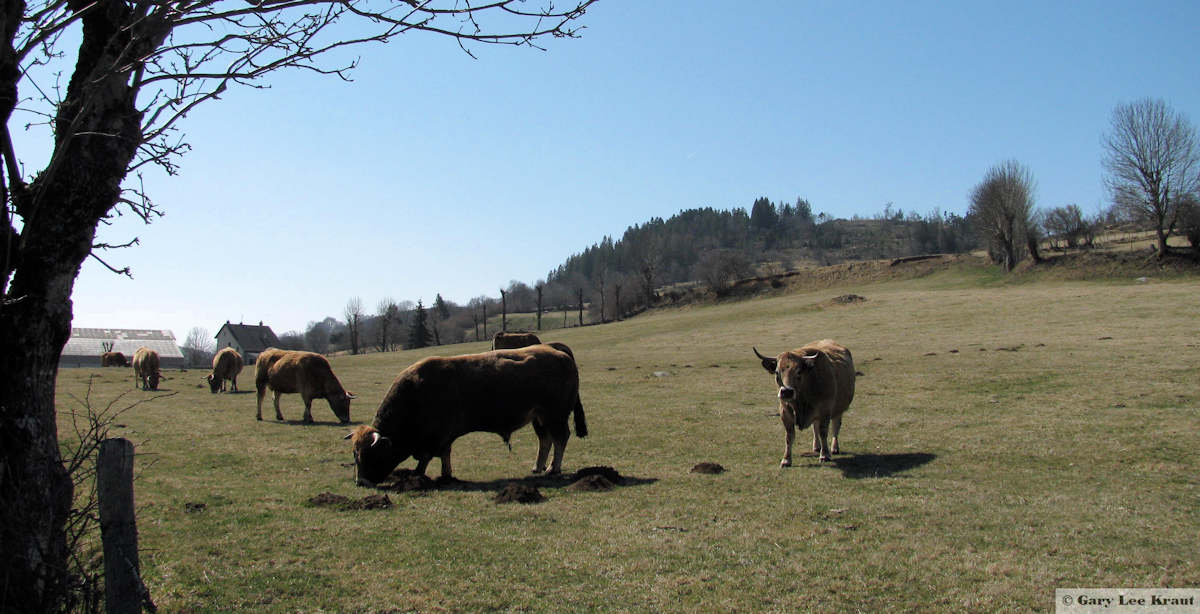 Aubrac cattle