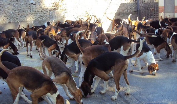 Cheverny hounds at feeding time. Photo C. LaBalme.