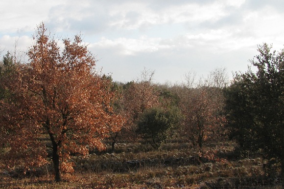 Alternating white and green oaks at the La Rabassière truffle plantation in Grignan, Drome. GLK