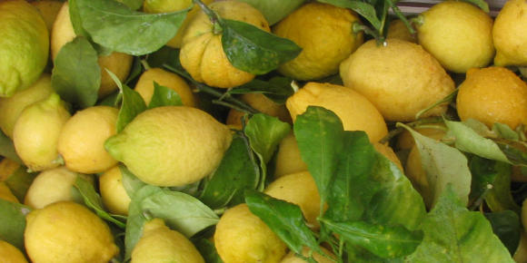 Real Menton lemons, citrons de Menton.