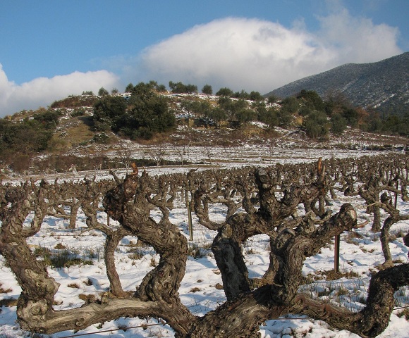 Côtes-du-Rhone vineyard (Domaine Rocheville) outside Nyons. A Nyons olive orchard can be seen on the hill. GLK