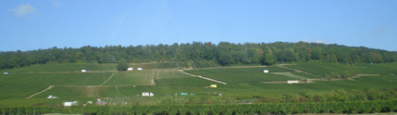 The champagne grape harvest