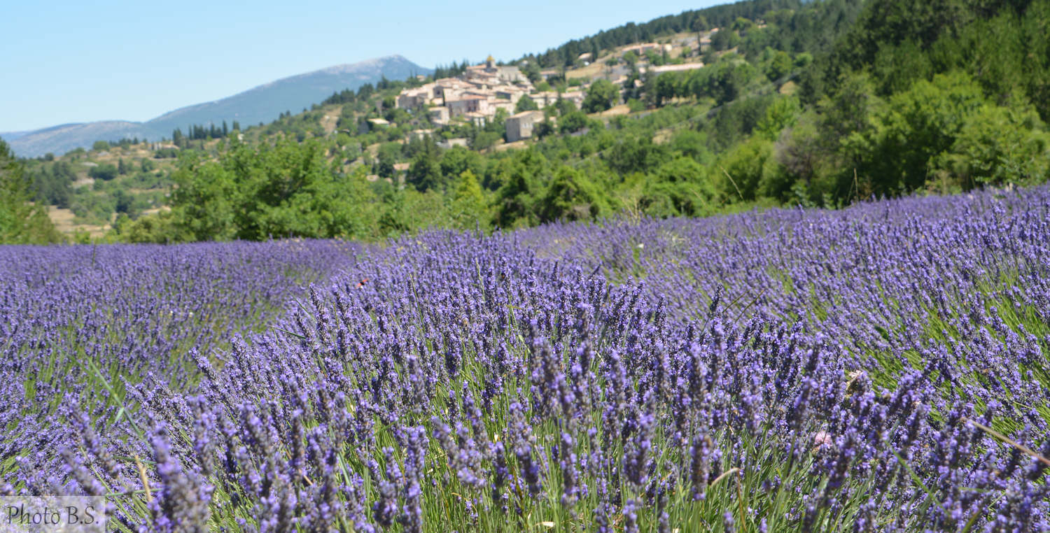 Lavender in Provence, Sault - Albion Plateau (c) BS
