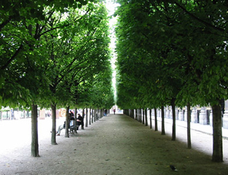 Linden alley in the Palais Royal Garden. GLK