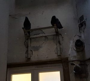 Plotting pigeons - GLK