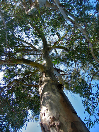 Eucalyptus, Pointe du Layet. (c) Stanislas Illya Yankovich