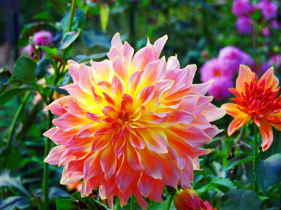 Dahlia, Bois de Vincennes. Photo Joe Wilkins.